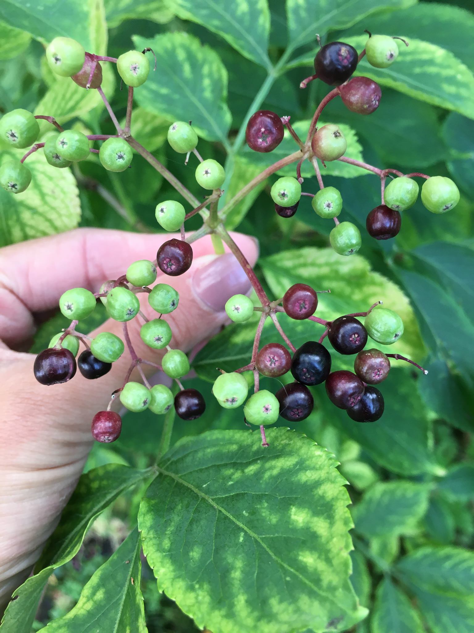 Sambucus nigra